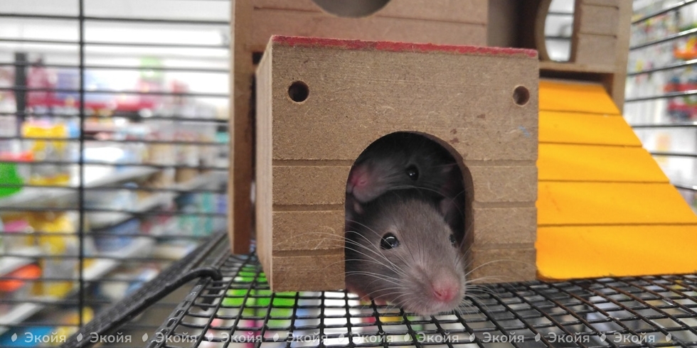 Правильное содержание крысы в доме