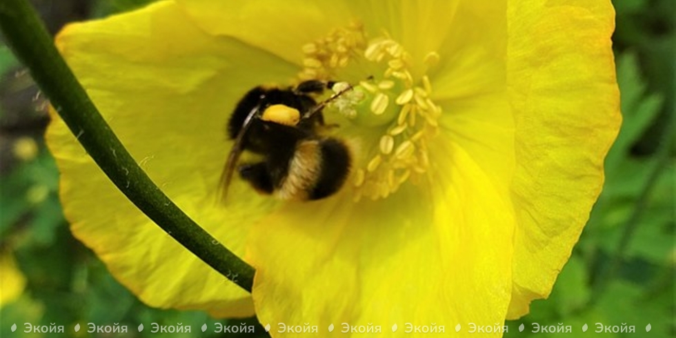 Что такое пчелиная перга и ее свойства