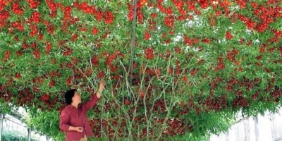 Помидорное дерево: необычный сорт и сказочный урожай
