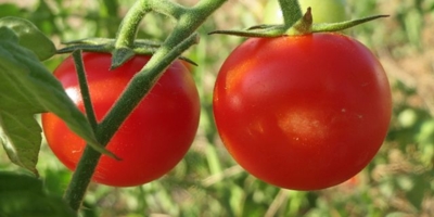 Что сделать, чтобы в следующем сезоне томаты не пострадали от фитофторы