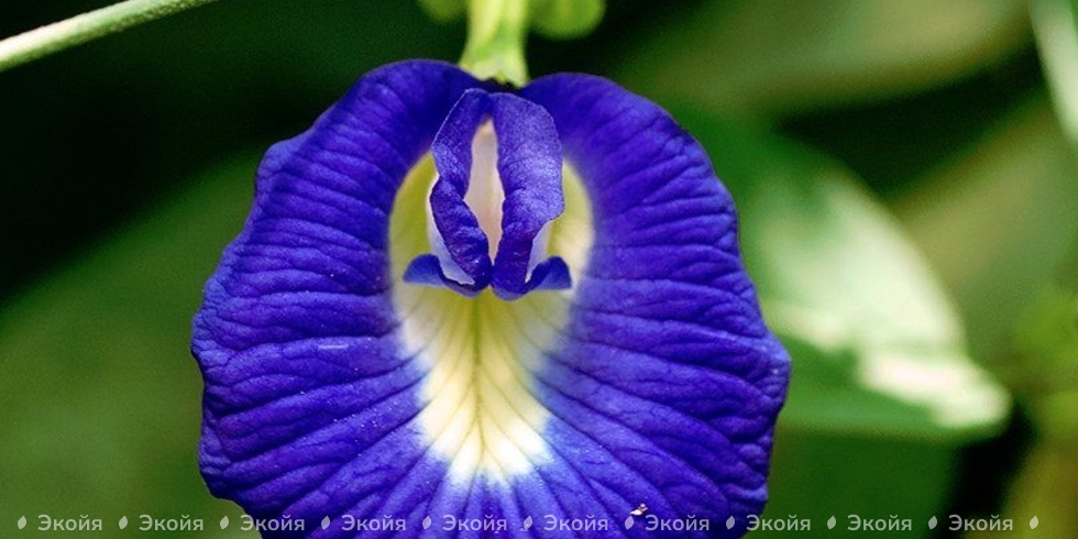 Клитория - цветок, который можно съесть