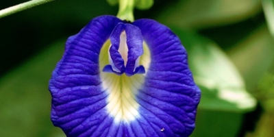 Клитория - цветок, который можно съесть
