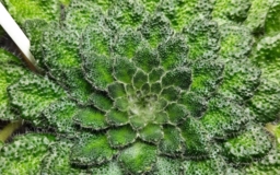 Петрокосмея Rosettifolia