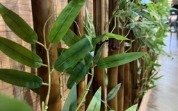 Бамбуковые перегородки