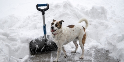 Как правильно выбрать лопату для уборки снега на участке. Советы от Экойя