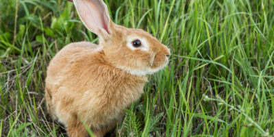 Разведение кроликов на даче: выбор породы