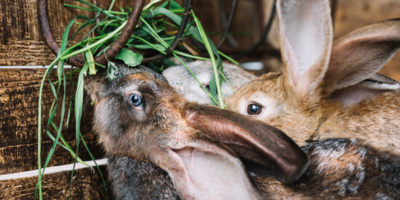 Разведение кроликов на даче: основные действия