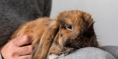 Чем болеют домашние кролики