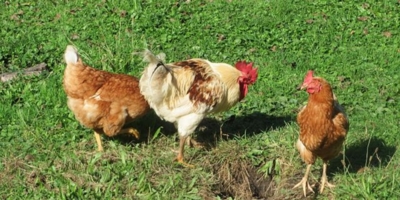 Как вырастить цыплят на своем участке: начинающим