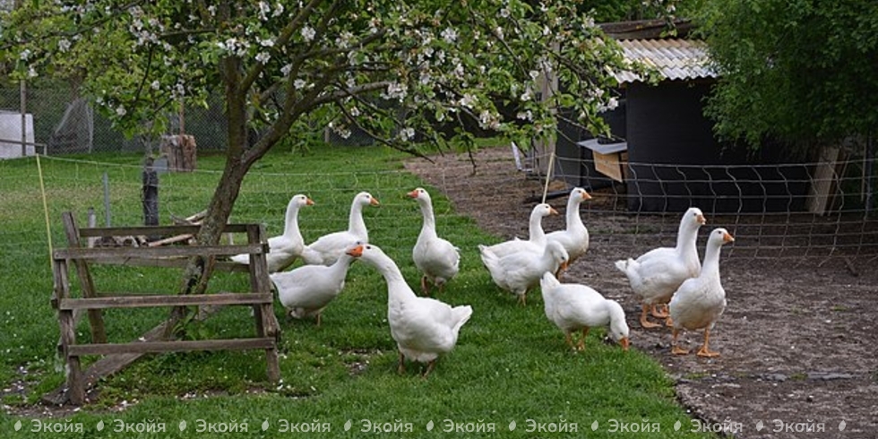 Чем болеют гуси, санитарно-ветеринарные требования содержания птиц в частных хозяйствах