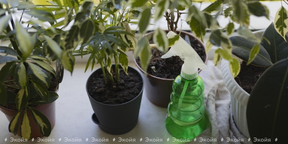 Автоматический полив комнатных растений