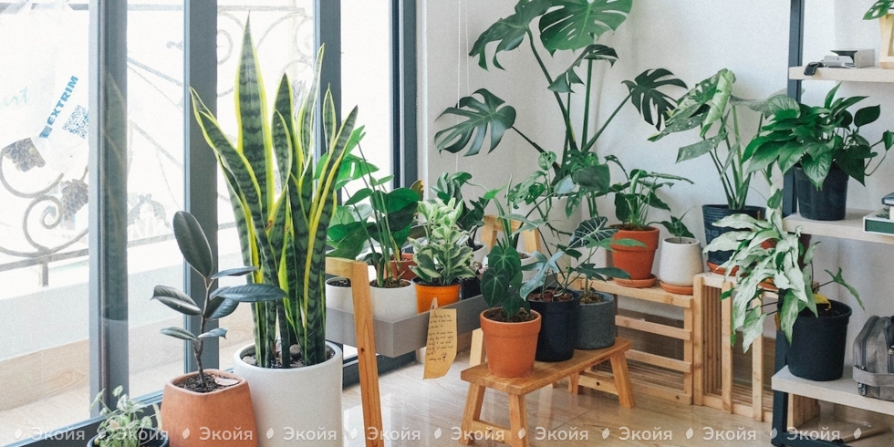 Растения, очищающие воздух в доме