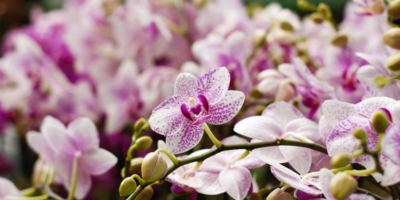 Правила ухода за орхидеей