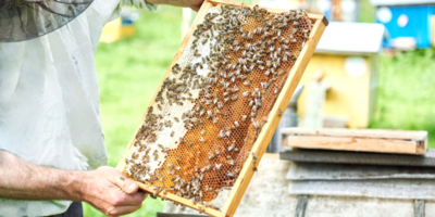 Ручной инвентарь для пчеловода