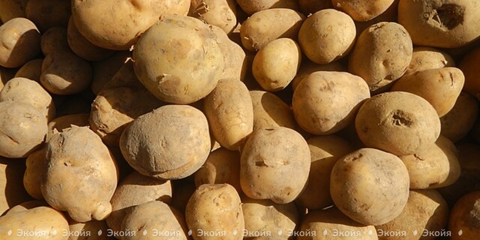 Проволочник на картофеле: чем опасен, как избавиться
