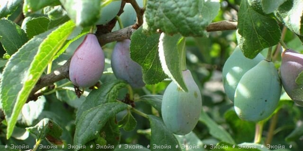 Защитите сад от сливовой плодожорки