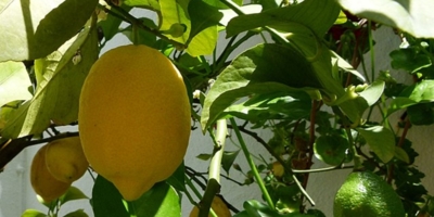 Как вырастить плодоносящий лимон из косточки