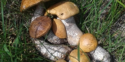 Как вырастить грибы на садовом участке
