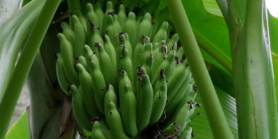 Как вырастить банан в квартире