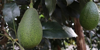 Как вырастить авокадо в домашних условиях и  получить урожай