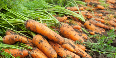 Как заморозить морковь на зиму правильно