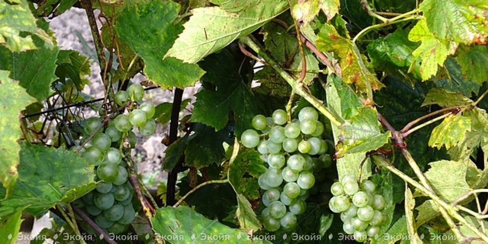 Неукрывной способ выращивания винограда: плюсы и минусы