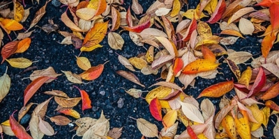 Осенняя заготовка перегноя из опавших листьев осенью