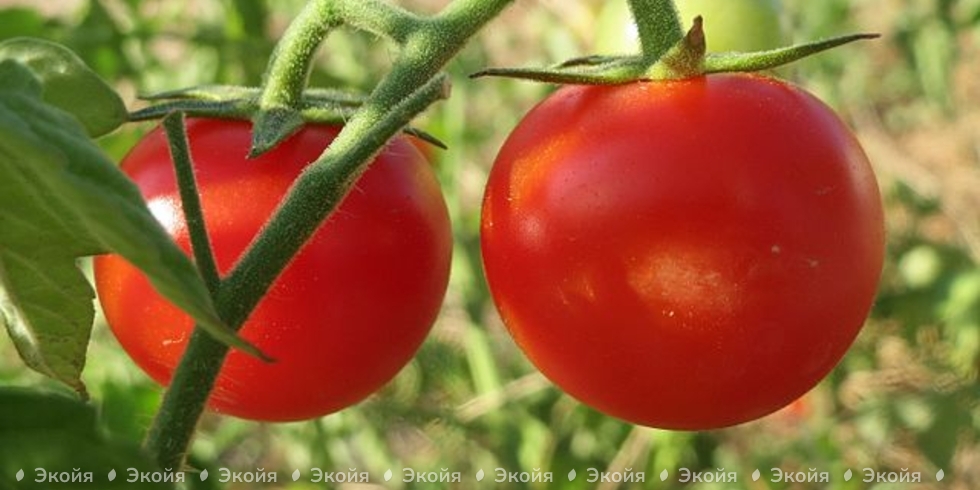 Что сделать, чтобы в следующем сезоне томаты не пострадали от фитофторы