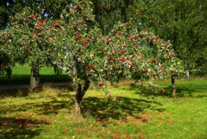Формируем крону яблони летом