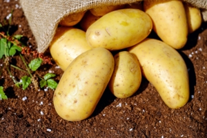 Как сохранить картофель до весны.