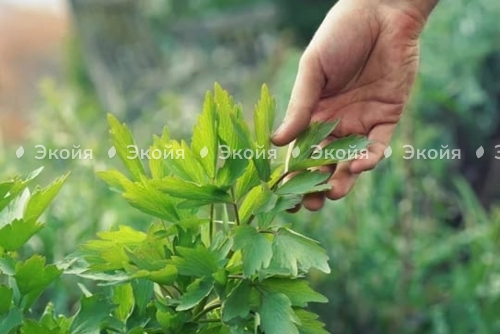 Любисток - пряноароматические растение