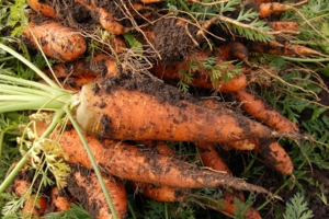 Заготавливаем семена моркови