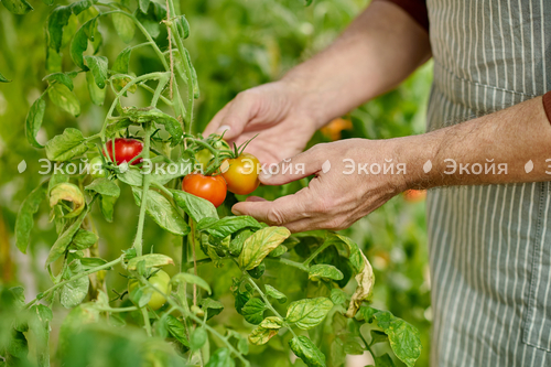 Выращиваем рассаду помидор