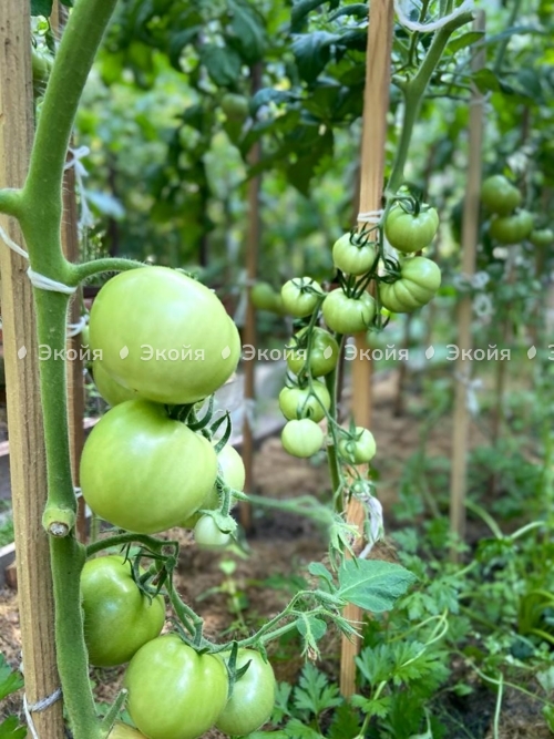 Выращиваем рассаду томатов
