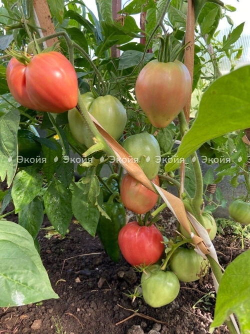 Ошибки при выращивании рассады томатов
