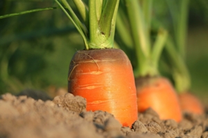 Время сеять морковь