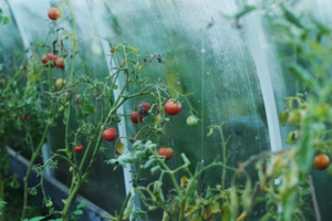 Высаживаем помидоры в теплицу