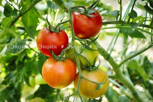 Уход за помидорами в теплице