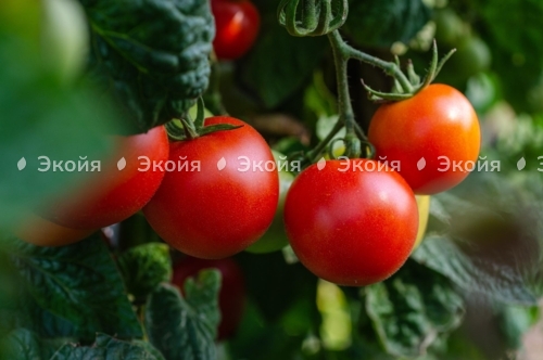 Чтобы помидоры хорошо росли