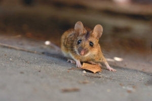 Чего не любят мыши