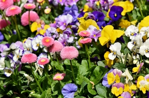 Разговор с Экойей о рассаде однолетних цветов