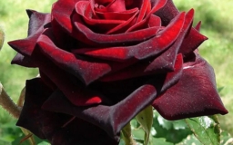 Роза Чёрная магия