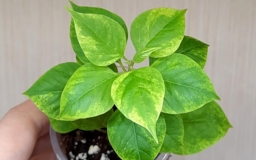 Бугенвиллия Mini Thai variegata