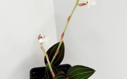 Драгоценная орхидея лудизия дисколор