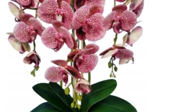 Орхидея латекс