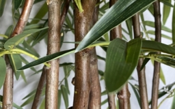 Искусственное дерево Бамбук на заказ