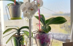 Распорка для орхидей Орхидея
