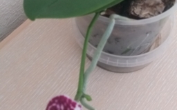 Орхидея сортовая- Дикий Кот