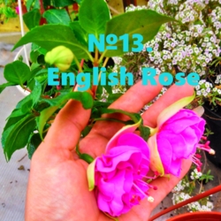 Фуксия Английская роза