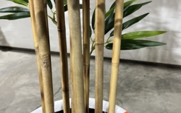 Бамбук искусственное дерево